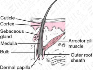 Hair-Follicle