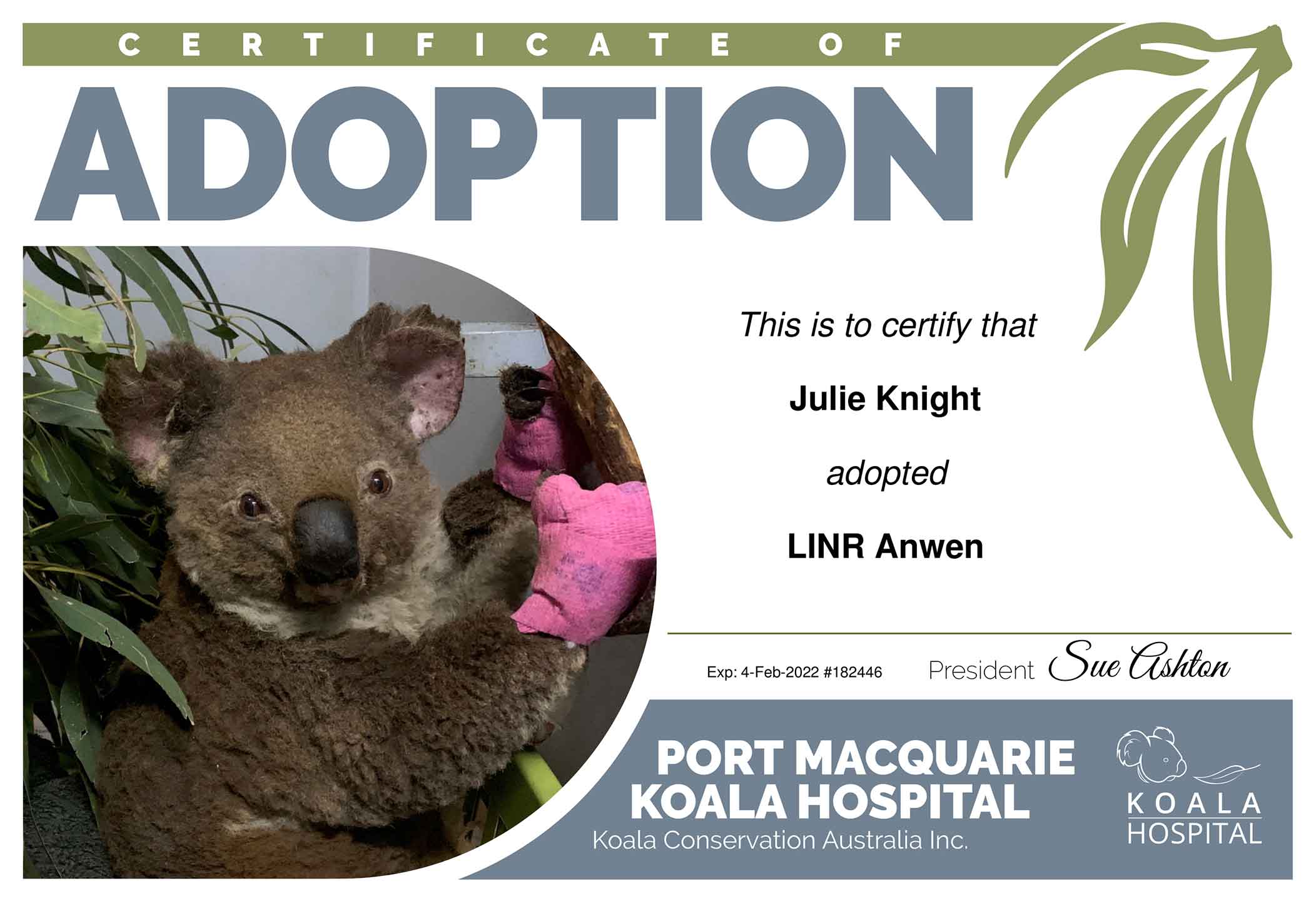 Julie-Knight-Koala-adoption-certificate-1